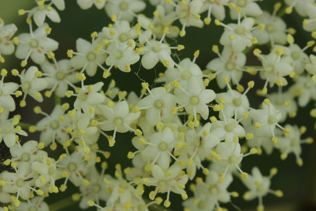 100 Black Elderberry Seeds - Sambucus nigra - Common Elder - European Elder