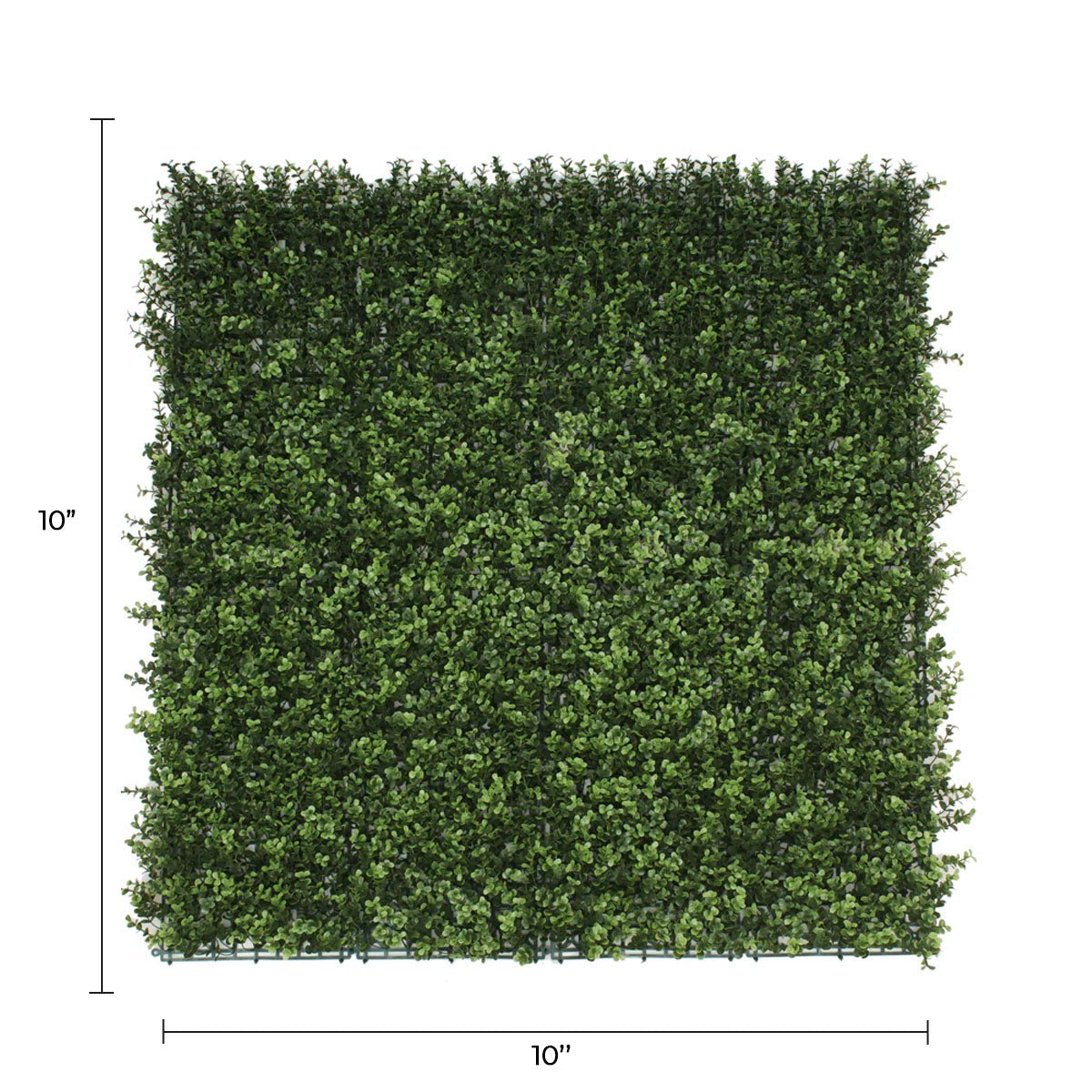 Sample Panel – Natural Boxwood Green Wall (Small Sample)