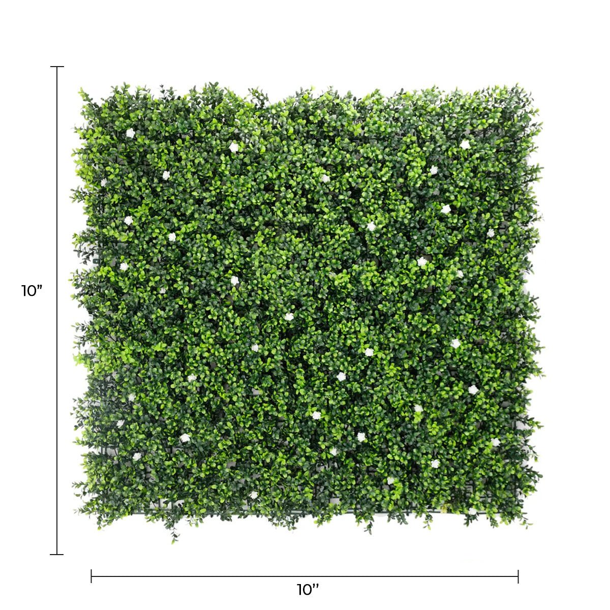 Sample Panel – White Flowering Boxwood Green Wall (Small Sample)