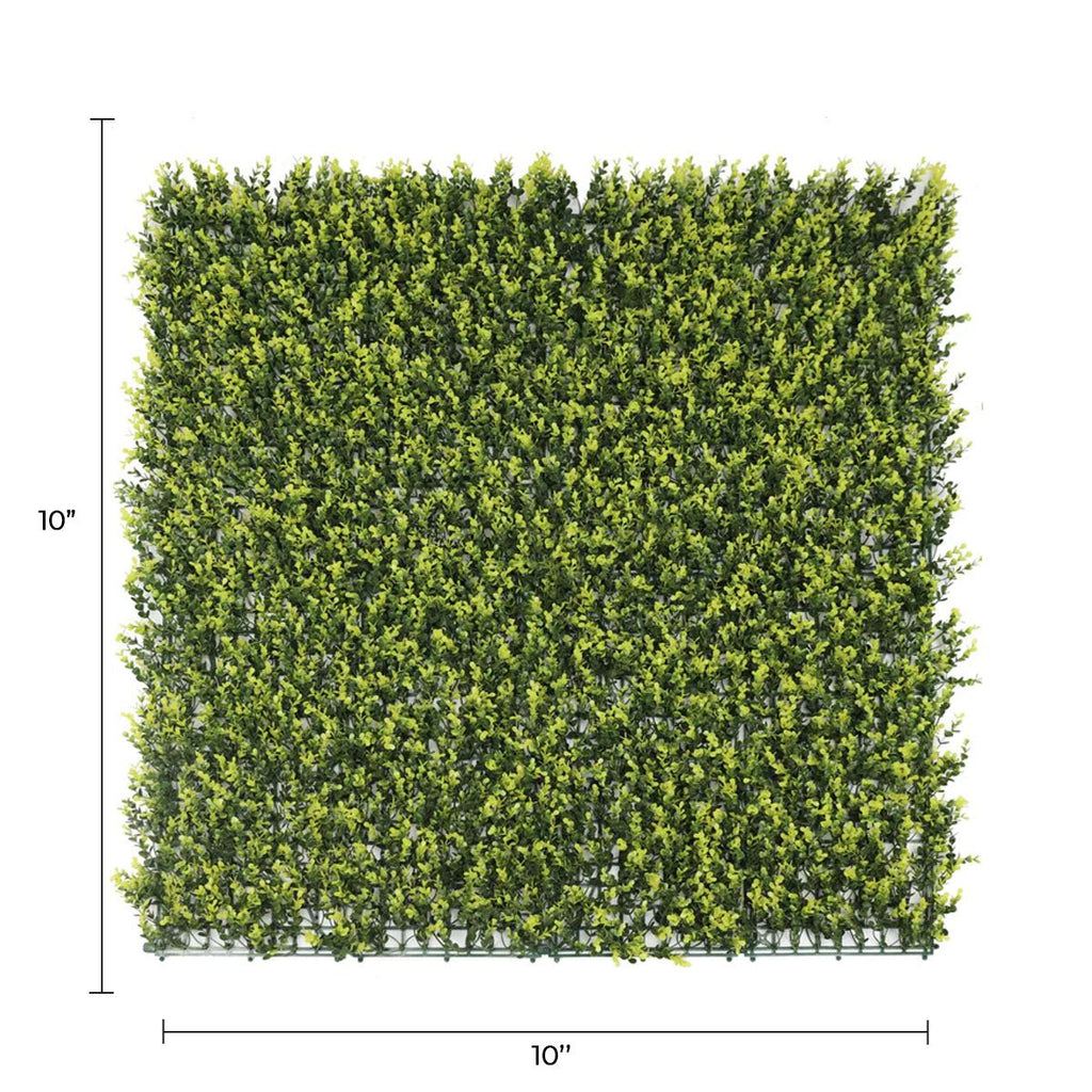 Sample Panel – Yellow English Boxwood Green Wall (Small Sample)