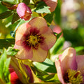 Hellebore ‘Sandy Shores’ (Helleborus x hybridus) – Established Gal Size, Healthy Roots, Lenten Rose, Perennial Shade Flower