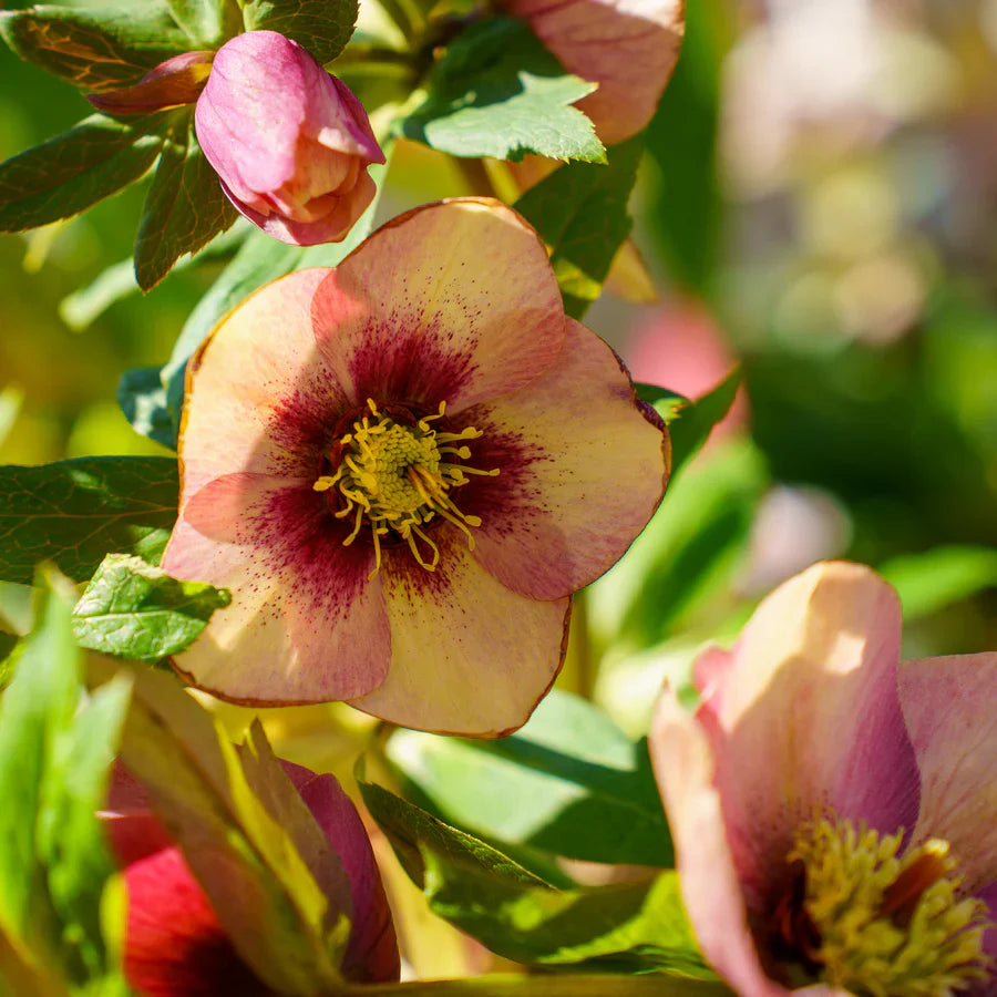 Hellebore ‘Sandy Shores’ (Helleborus x hybridus) – Established Gal Size, Healthy Roots, Lenten Rose, Perennial Shade Flower