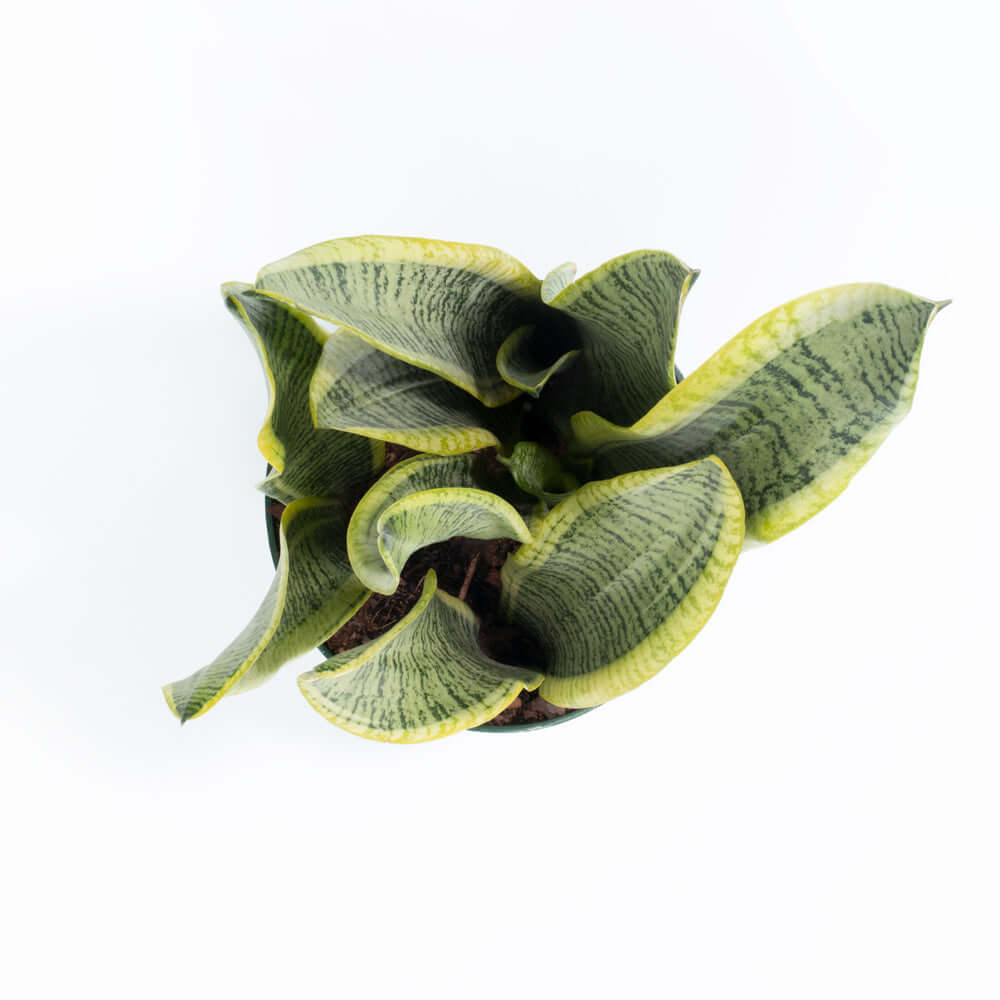 Variegated Golden Edge Sansevieria Snake Plant