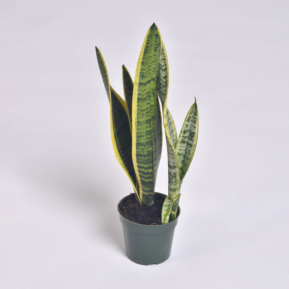 Variegated Golden Edge Sansevieria Snake Plant