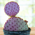 Santa Rita Prickly Pear