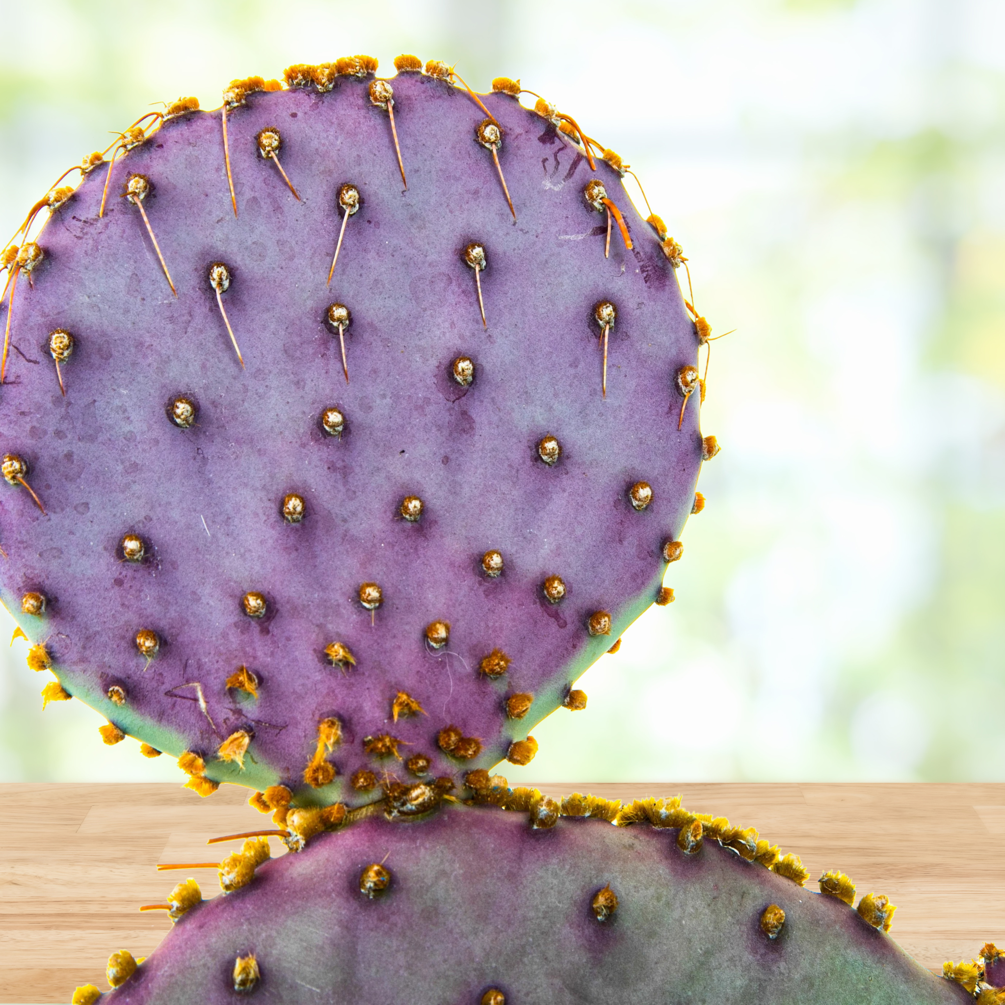 Santa Rita Prickly Pear