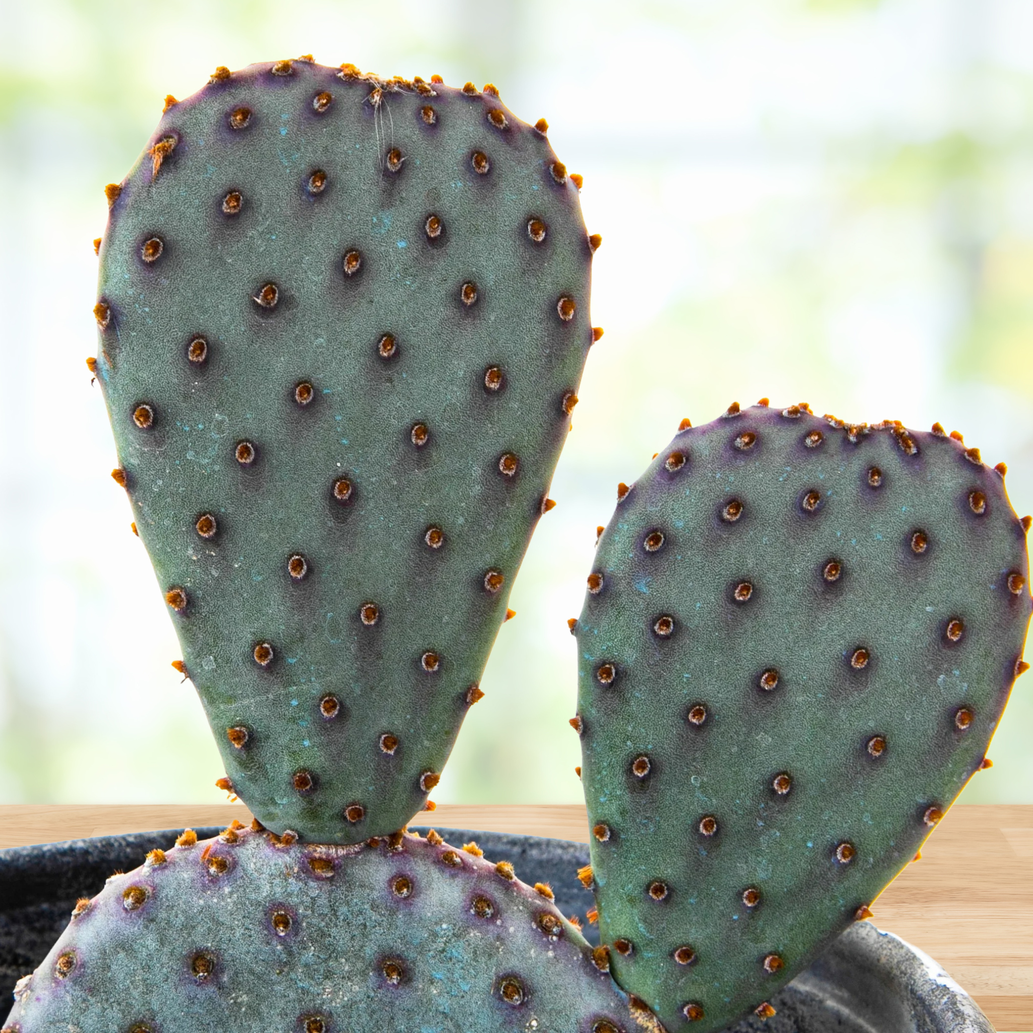 Santa Rita x Beavertail Hybrid