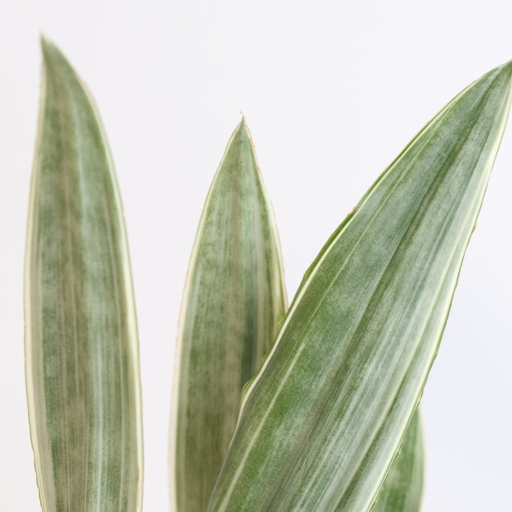 Sayuri Sansevieria Snake Plant