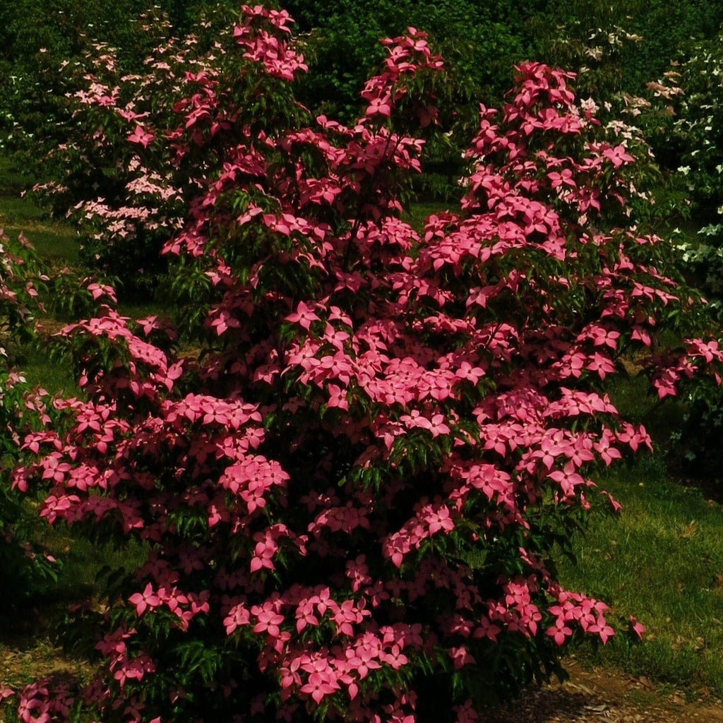 Flowering Dogwood Tree 'Scarlet Fire 'Rutpink' Dogwood’