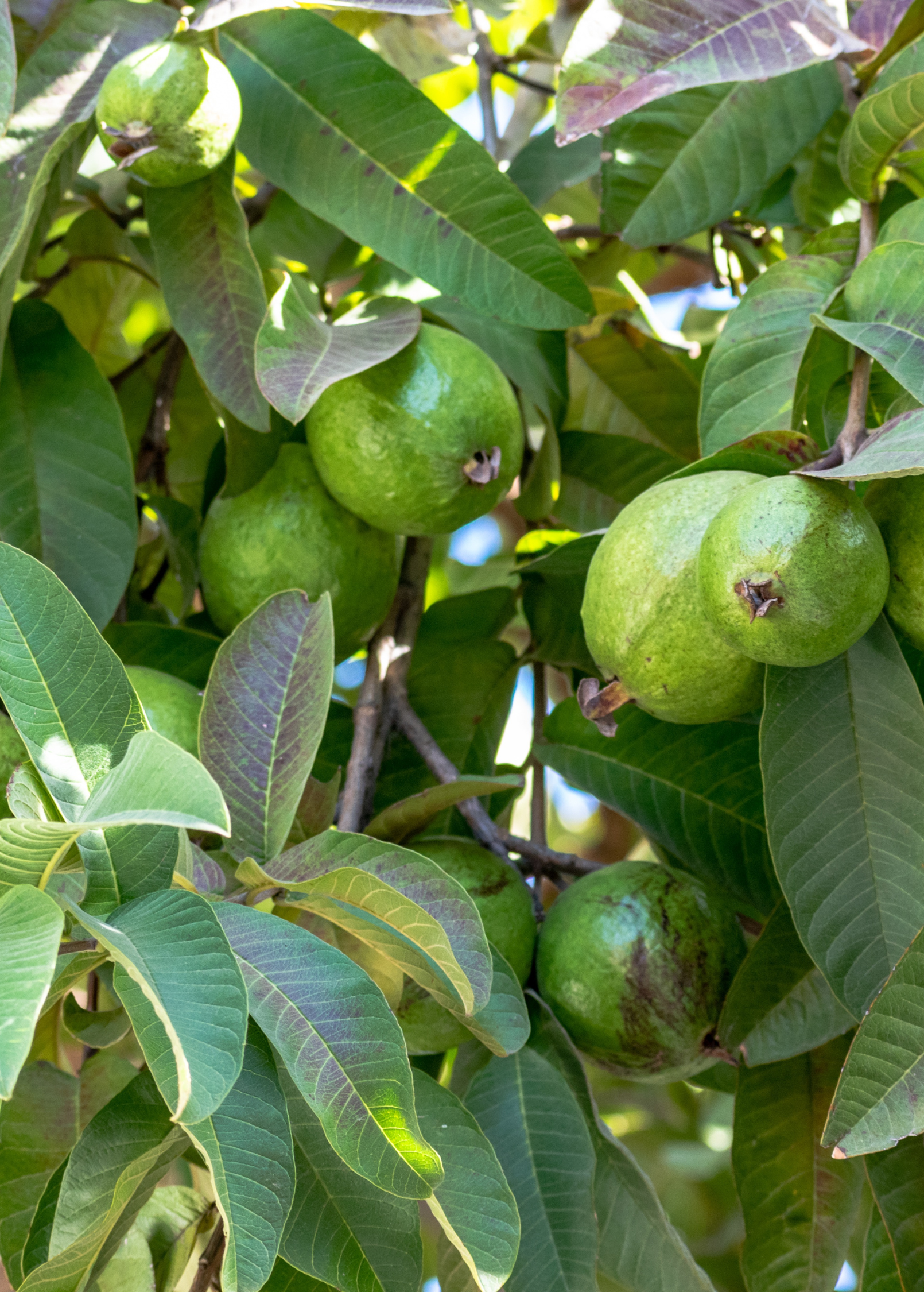 Scarlet Guava (Psidium guajava)