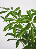 Schefflera Arboricola 'Umbrella'