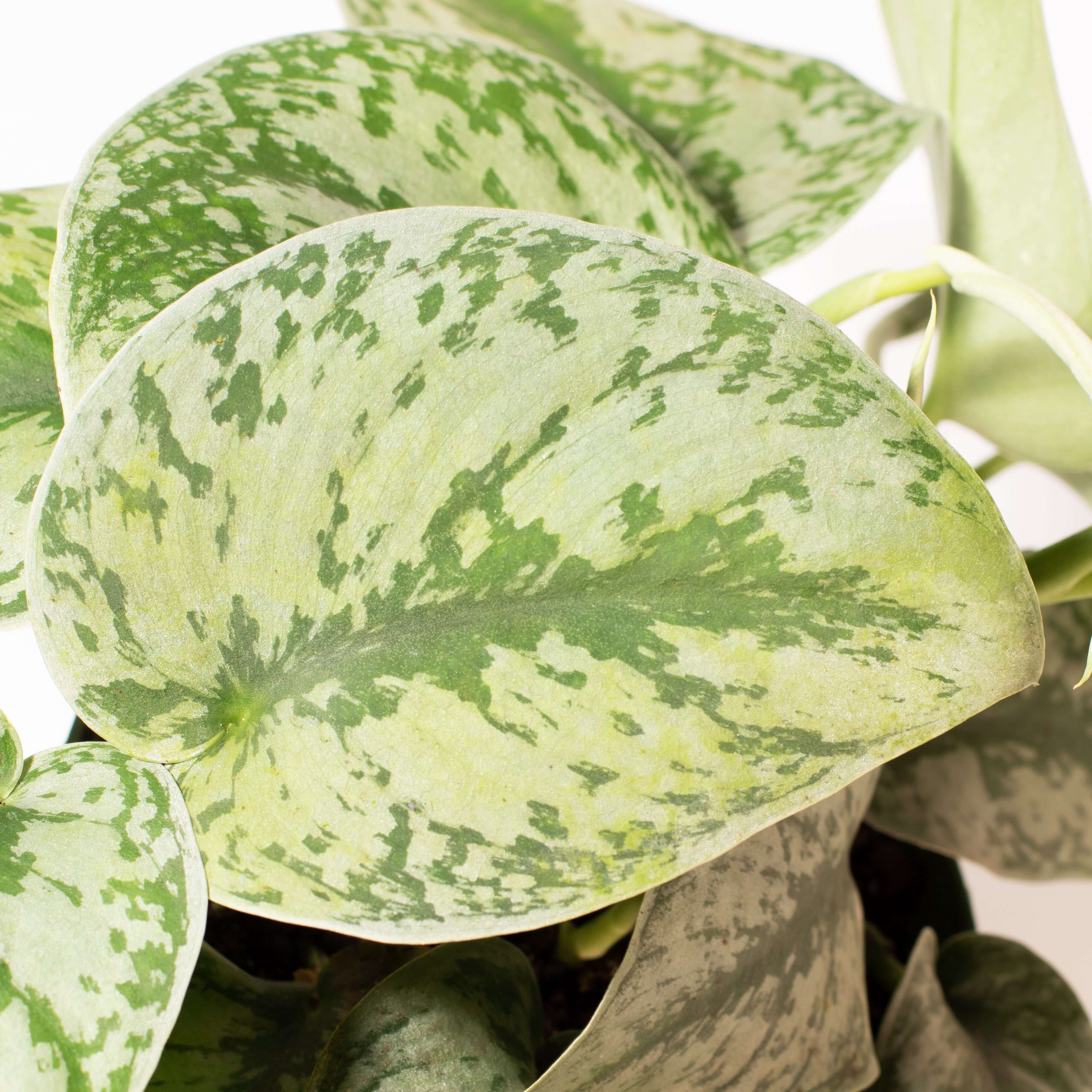 Scindapsus Exotica Silver Satin Pothos