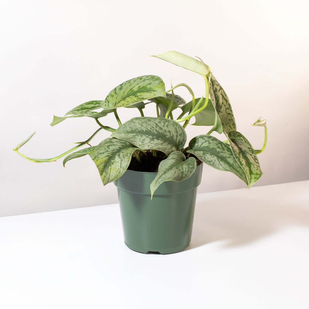 Scindapsus Exotica Silver Satin Pothos