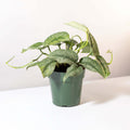 Scindapsus Exotica Silver Satin Pothos