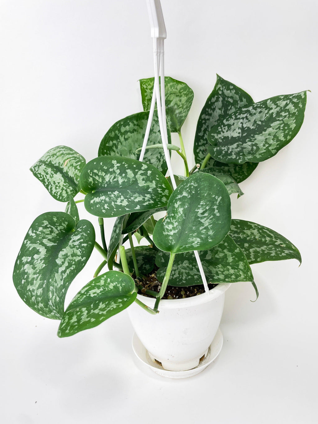 Scindapsus Pictus "Silver Splash"
