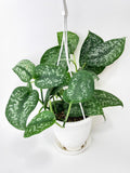 Scindapsus Pictus "Silver Splash"