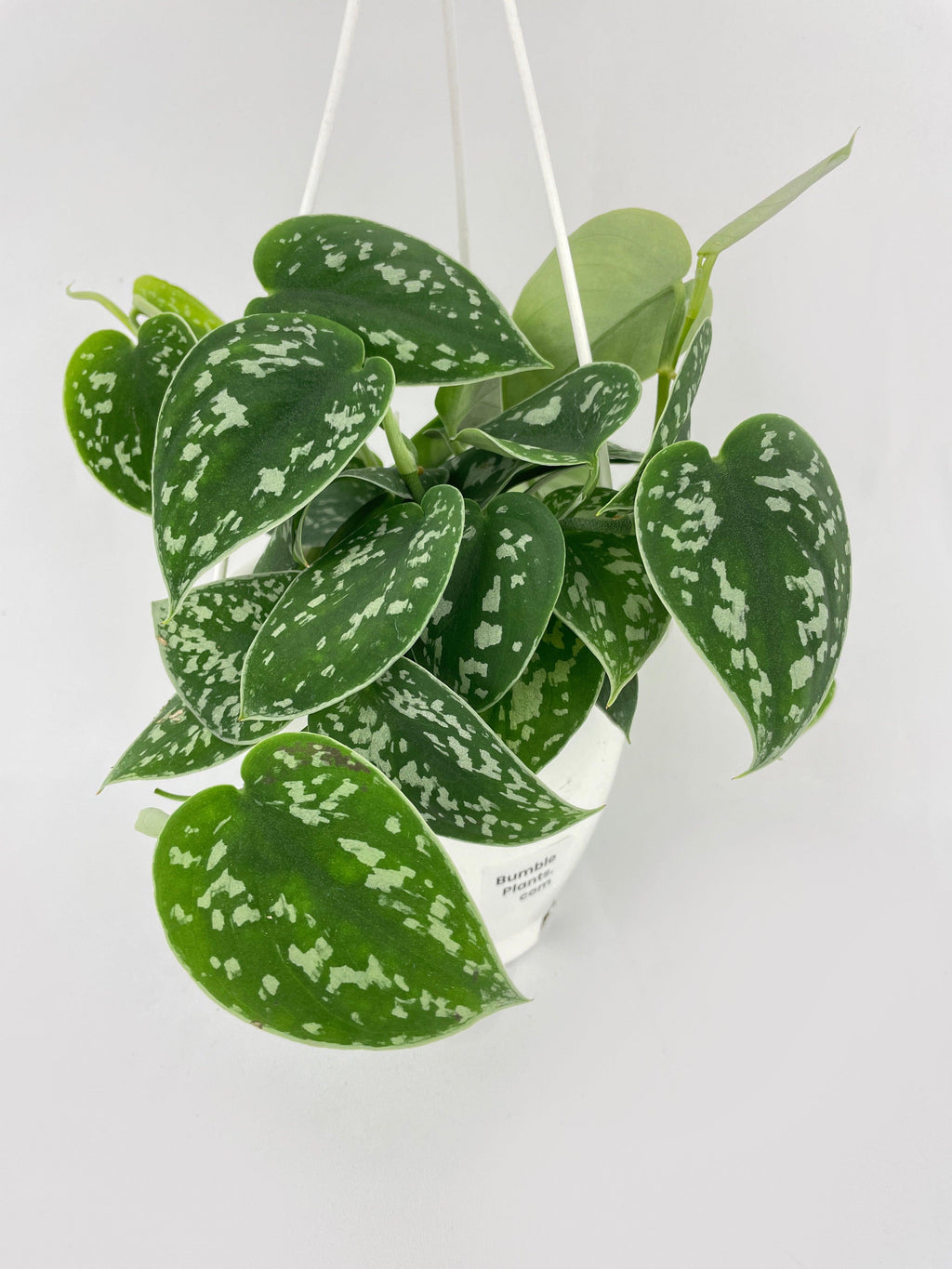 Scindapsus Pictus 'Argyraeus' Satin Pothos