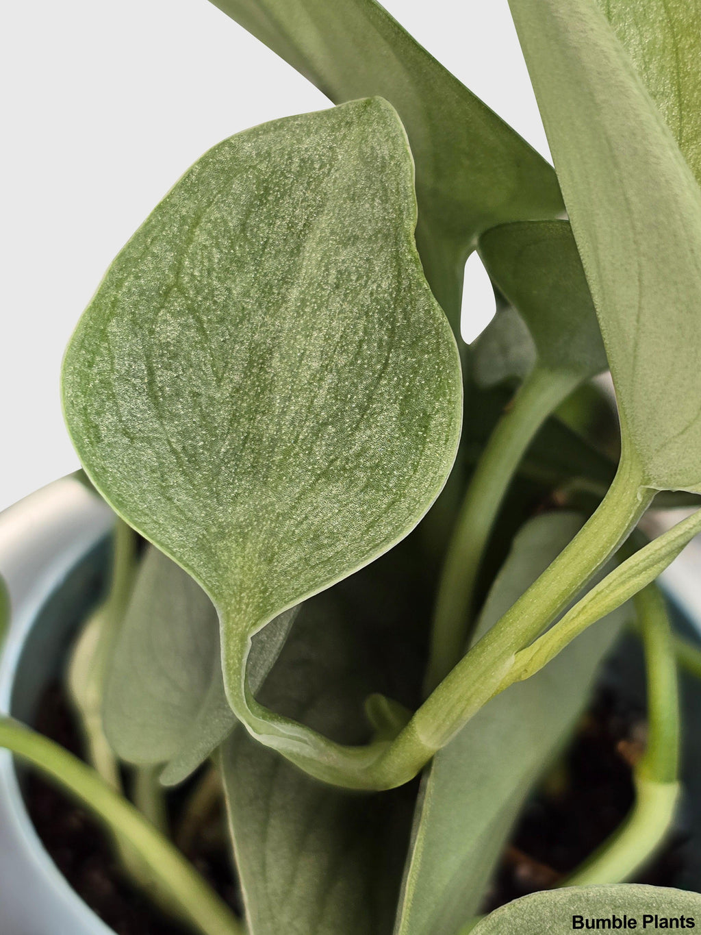 Scindapsus Pictus 'SOOO™ Silver'