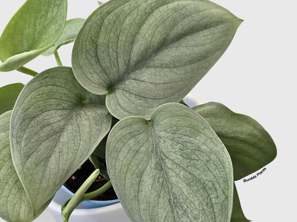 Scindapsus Pictus 'SOOO™ Silver'