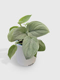 Scindapsus Pictus 'SOOO™ Silver'