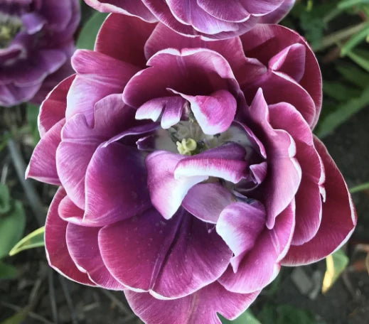 Tulip Dream Touch pre-chilled