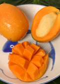 Mango 'Gold Nugget' (Mangifera indica)