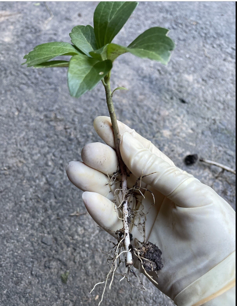 Pachysandra Ground Cover Plants - 20 Well Established Plants with Roots - Pachysandra terminalis