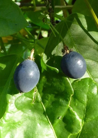Passiflora Suberosa (Corky Stem Passion Fruit)