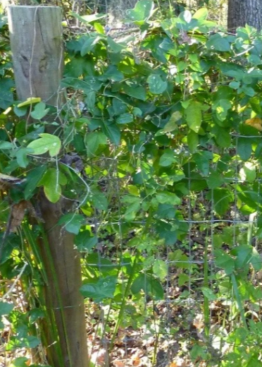 Passiflora Suberosa (Corky Stem Passion Fruit)