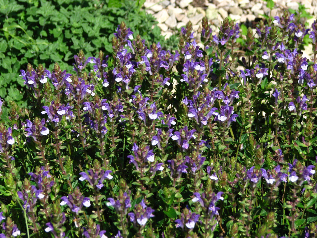 250 Scutellaria baicalensis Seeds - Baikal Scullcap Seeds