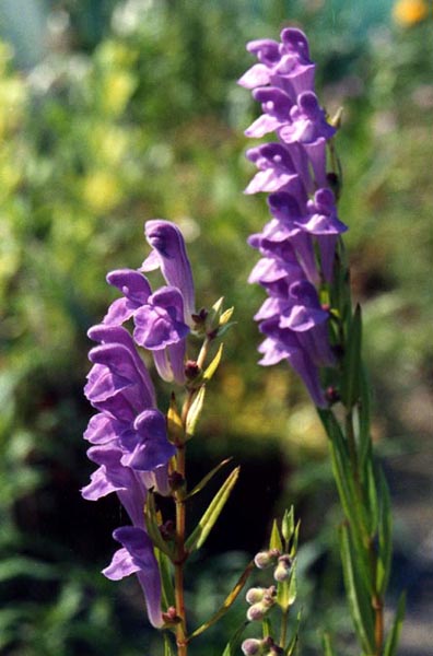 250 Scutellaria baicalensis Seeds - Baikal Scullcap Seeds