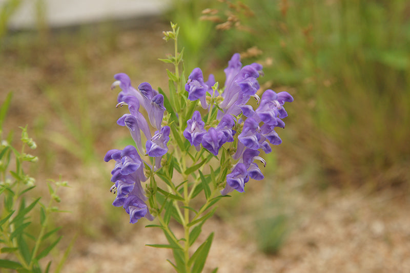 250 Scutellaria baicalensis Seeds - Baikal Scullcap Seeds