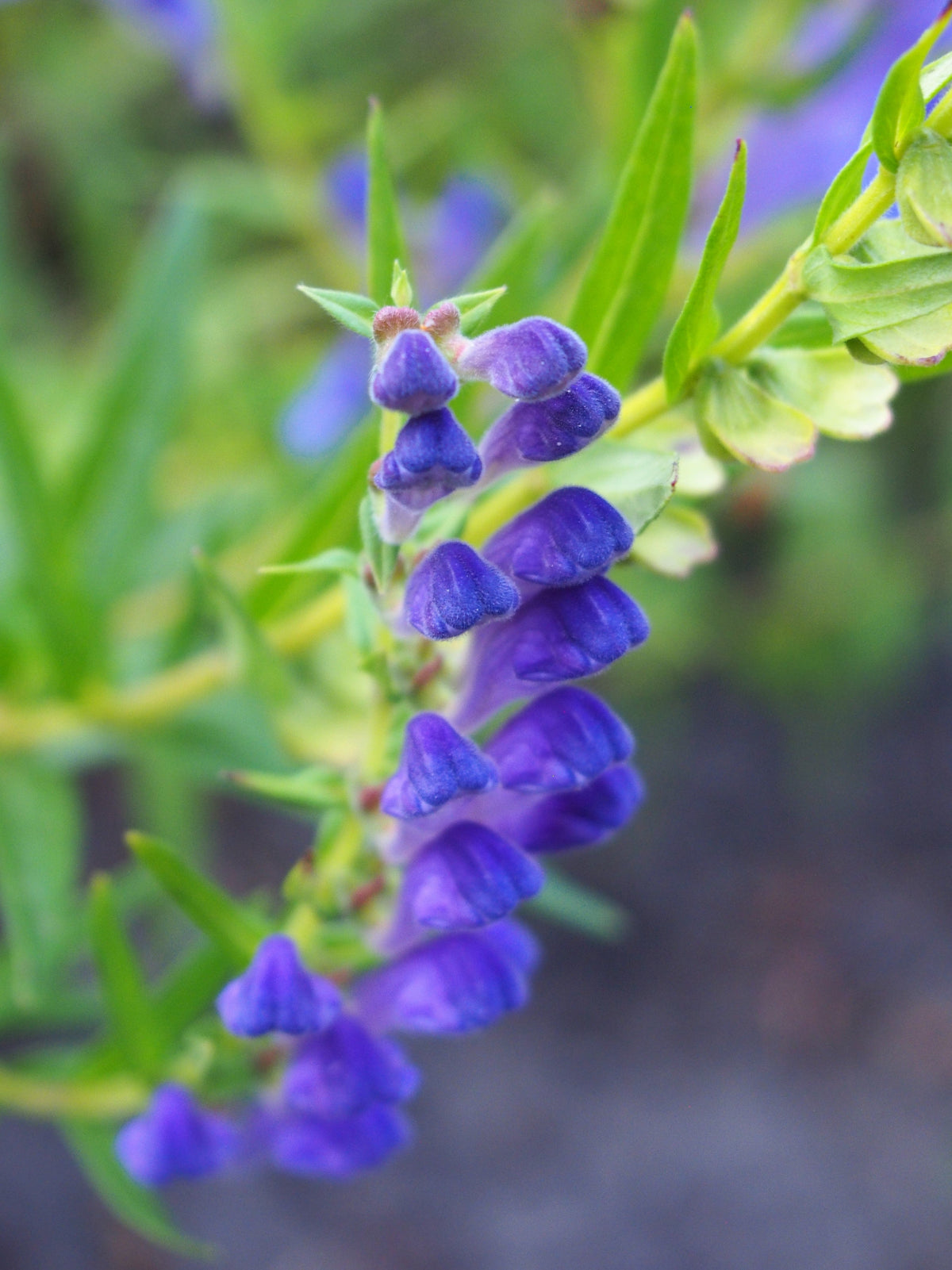 250 Scutellaria baicalensis Seeds - Baikal Scullcap Seeds