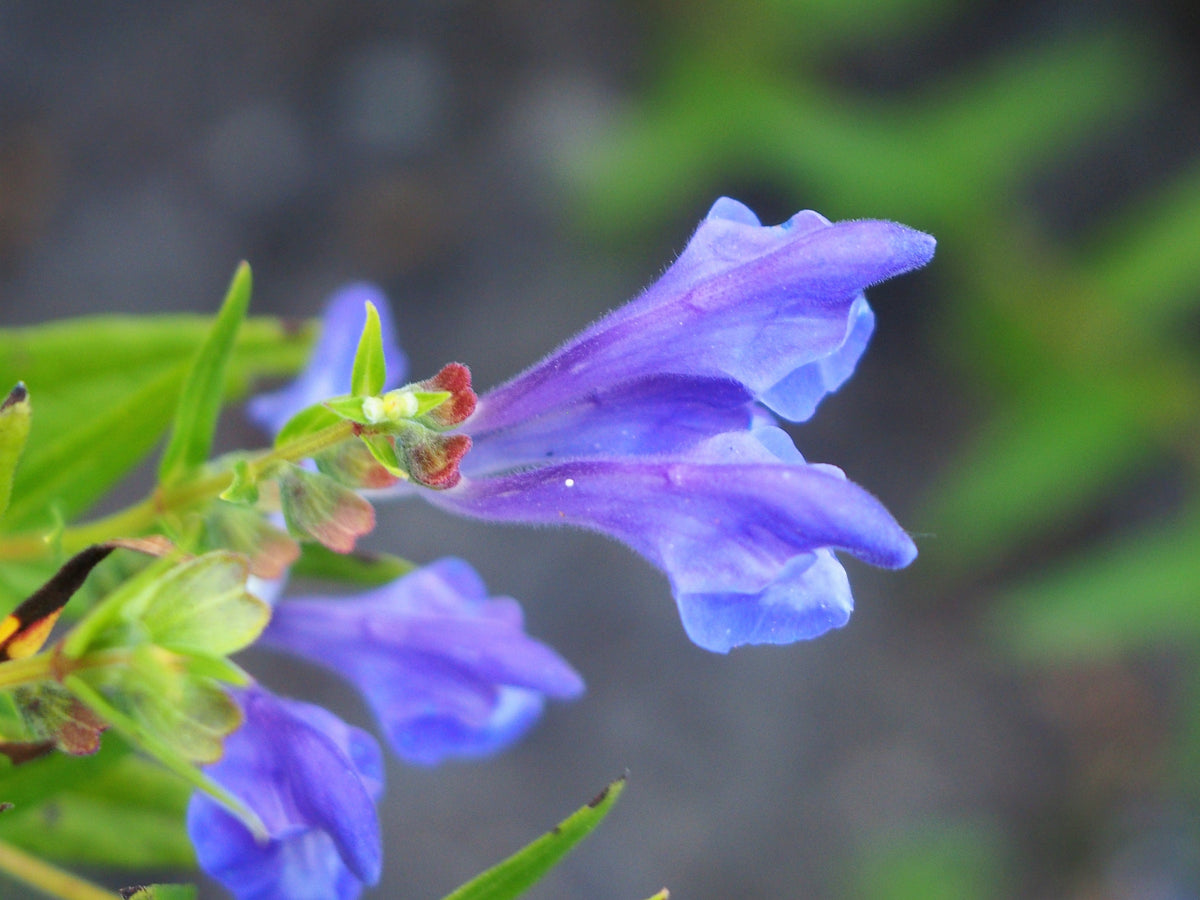 250 Scutellaria baicalensis Seeds - Baikal Scullcap Seeds