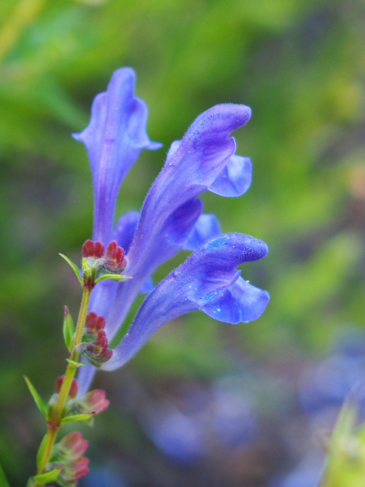 250 Scutellaria baicalensis Seeds - Baikal Scullcap Seeds