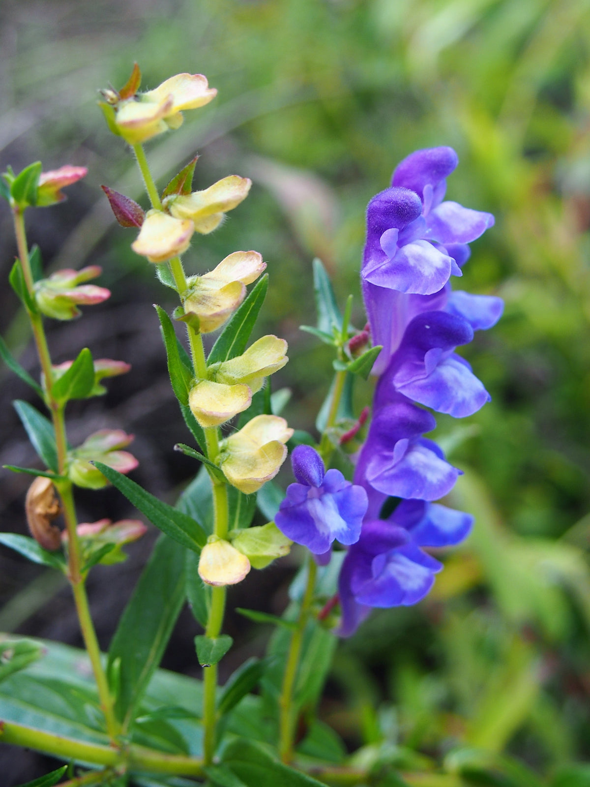250 Scutellaria baicalensis Seeds - Baikal Scullcap Seeds
