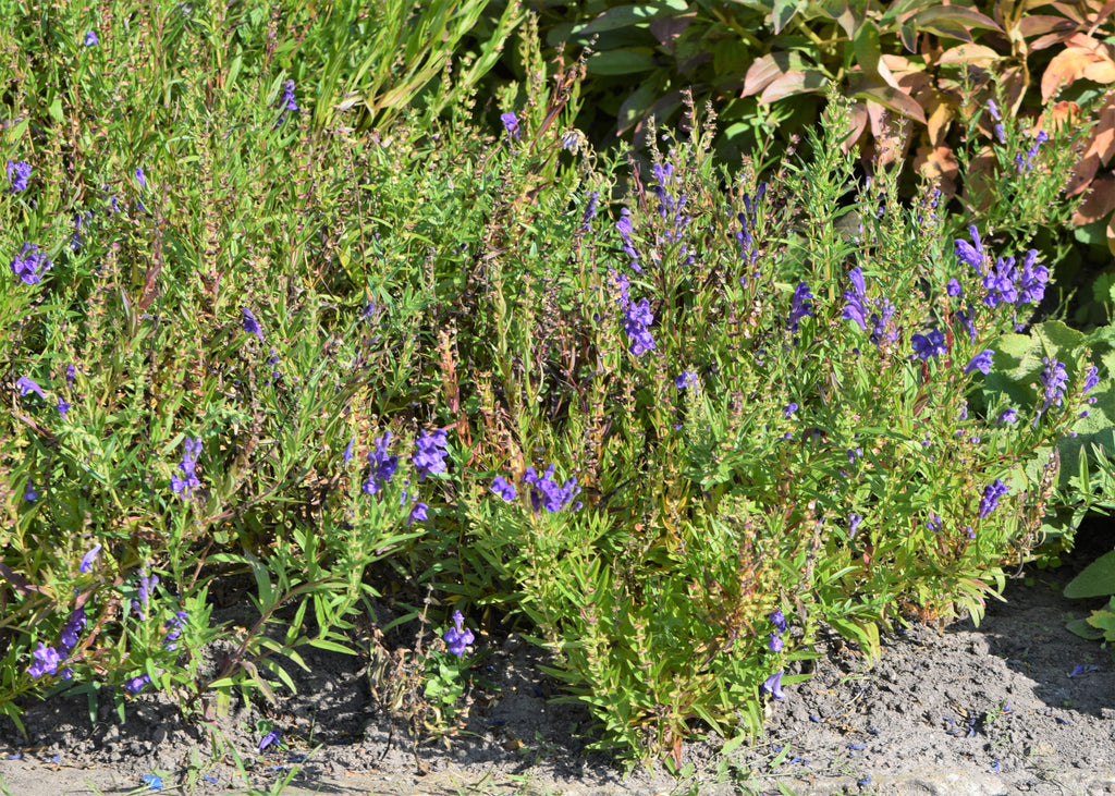 250 Scutellaria baicalensis Seeds - Baikal Scullcap Seeds