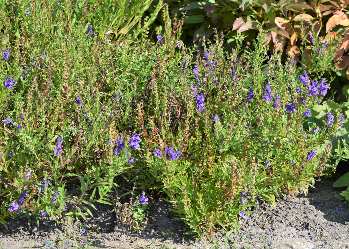 250 Scutellaria baicalensis Seeds - Baikal Scullcap Seeds