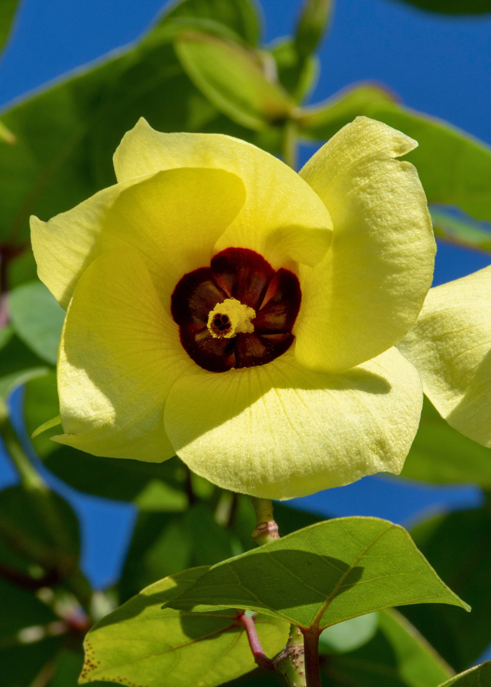 Sea Hibiscus (Hibiscus tiliaceus)
