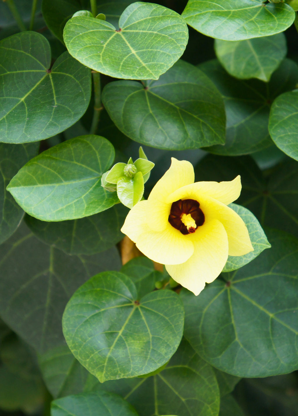Sea Hibiscus (Hibiscus tiliaceus)