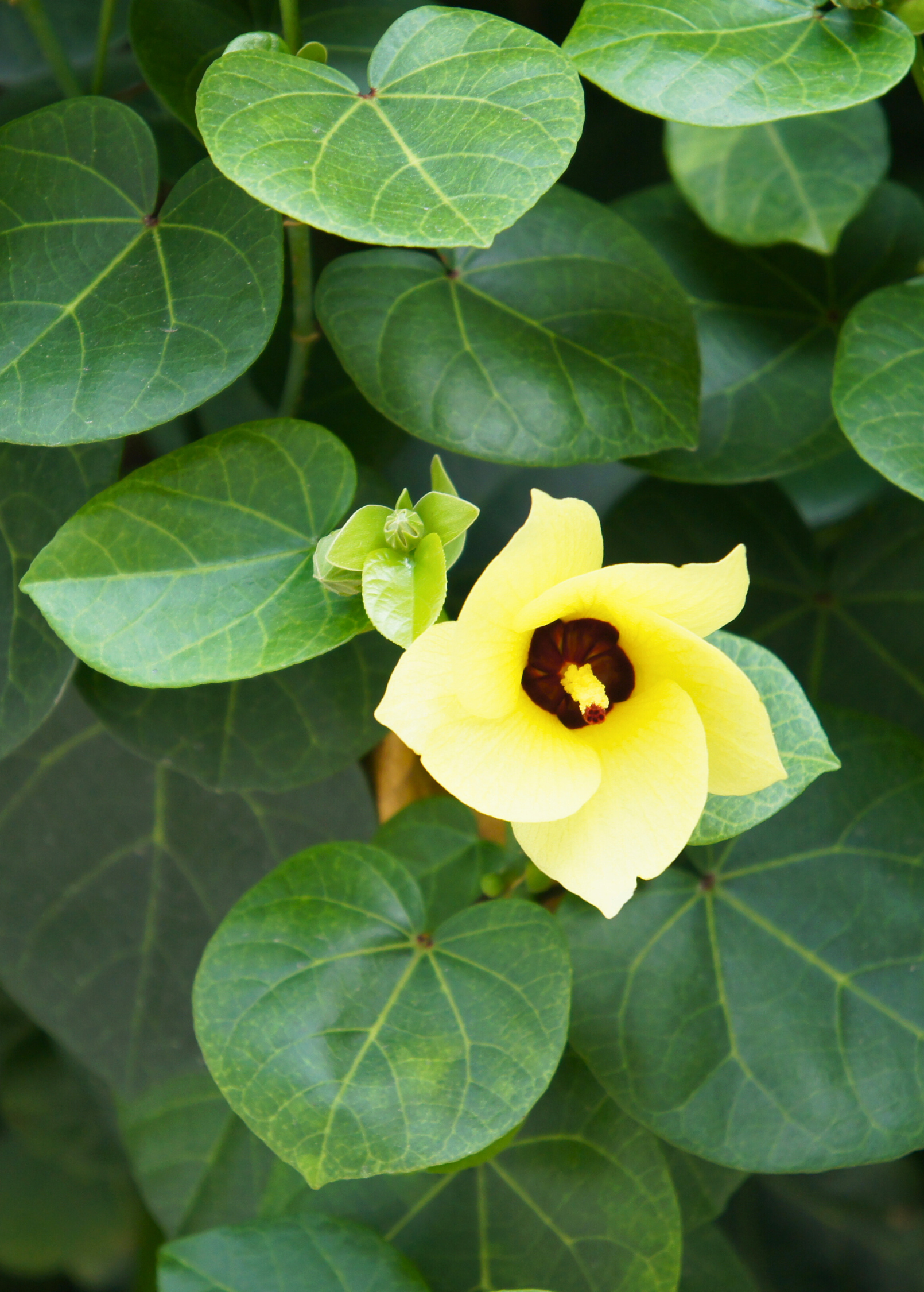 Sea Hibiscus (Hibiscus tiliaceus)