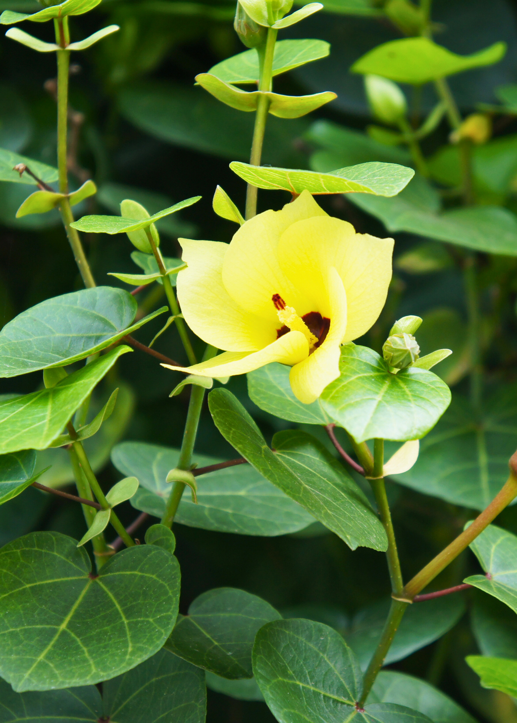 Sea Hibiscus (Hibiscus tiliaceus)