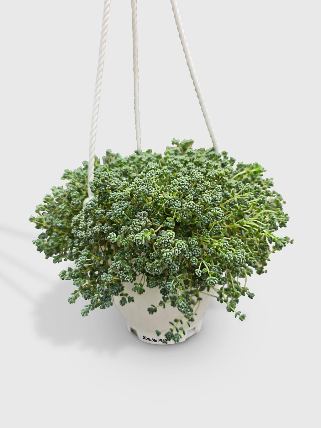 Sedum Limelight Green Mound Succulent