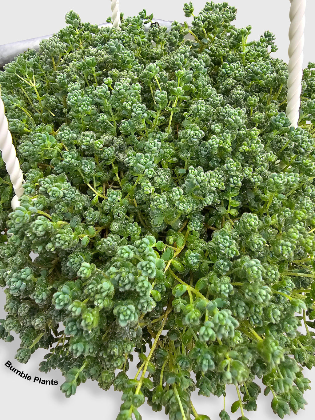 Sedum Limelight Green Mound Succulent