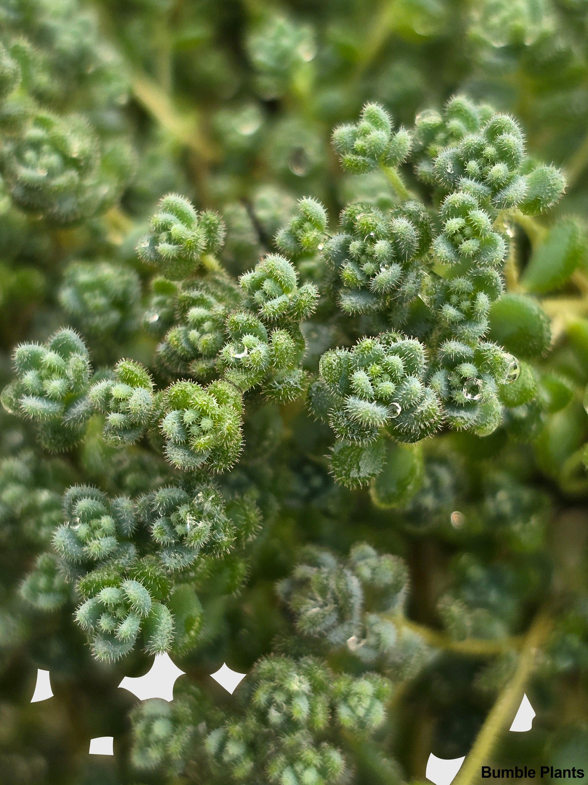 Sedum Limelight Green Mound Succulent