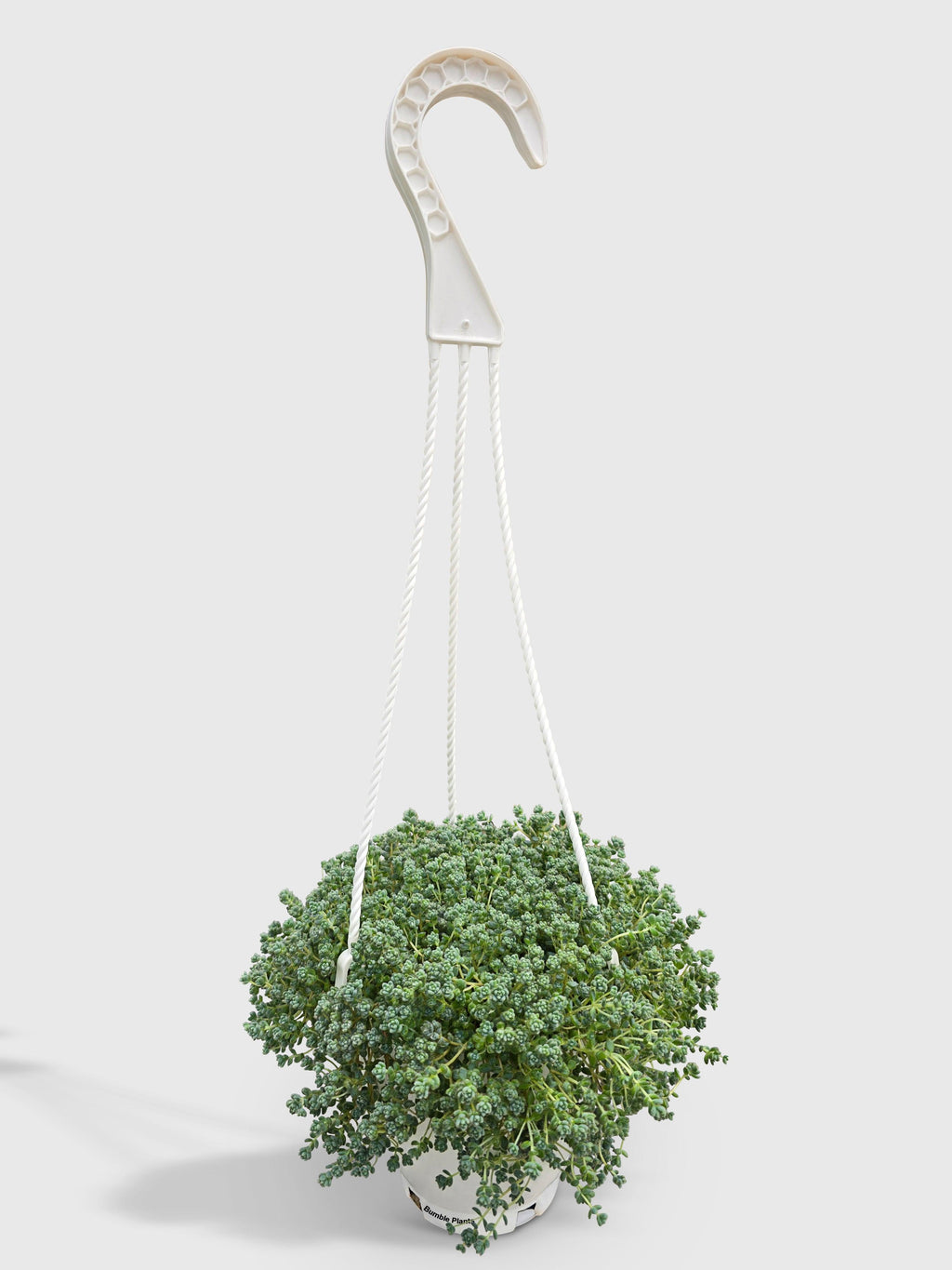Sedum Limelight Green Mound Succulent