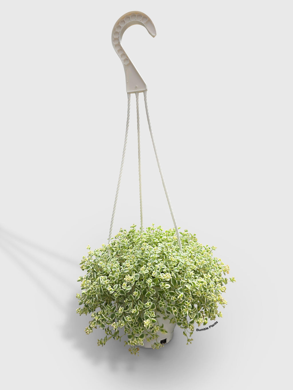 Sedum Little Missy