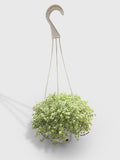 Sedum Little Missy