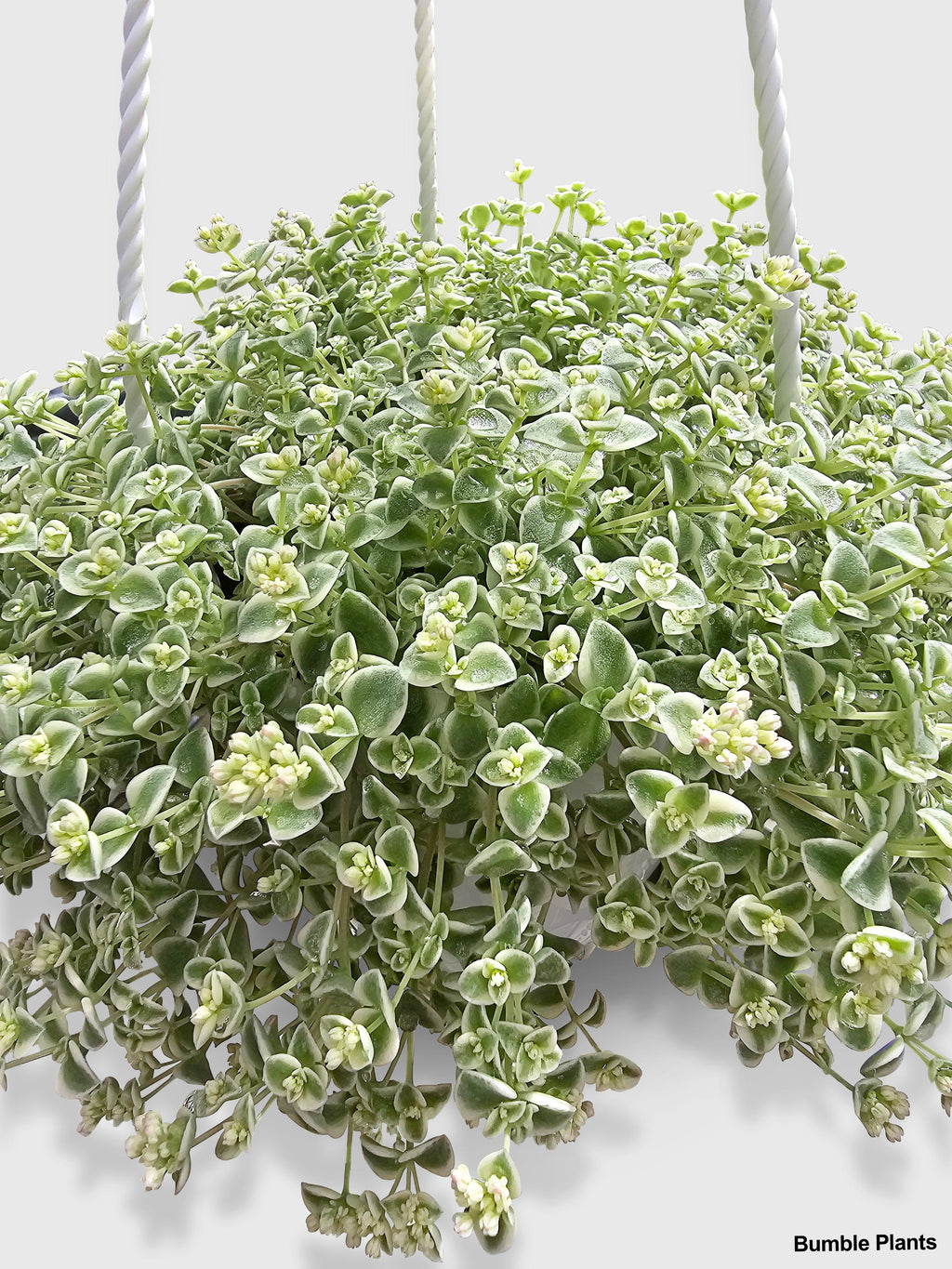 Sedum Little Missy