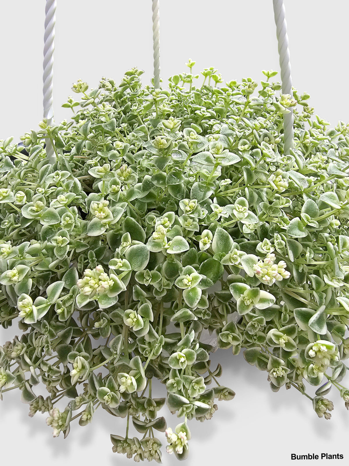 Sedum Little Missy